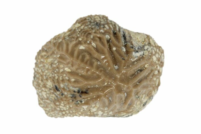 Fossil Crusher Shark (Ptychodus) Tooth - Kansas #187543